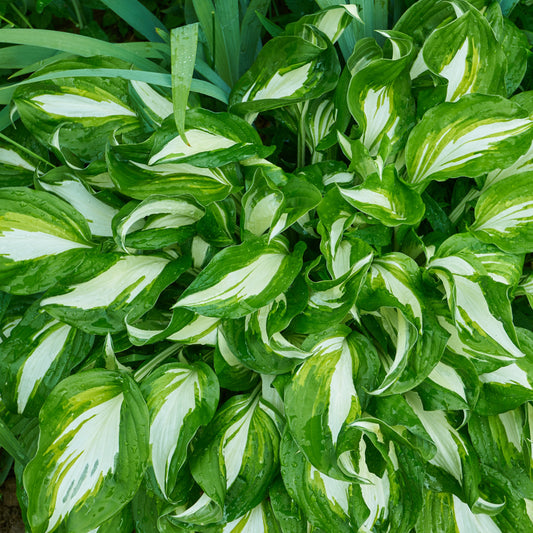 Hartlelie Mediovariegata - Hosta undulata mediovariegata - Tuinplanten