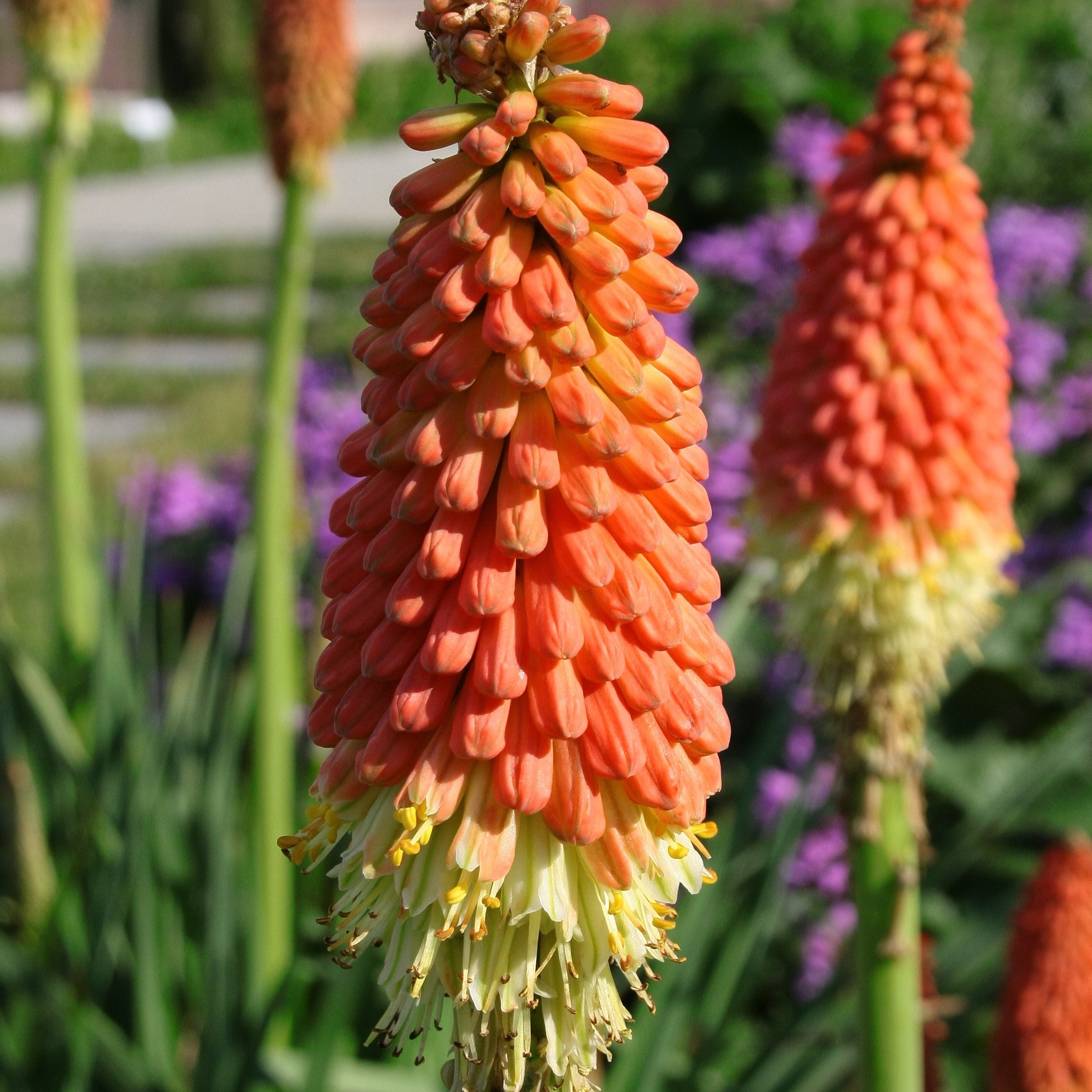 Vuurpijl 'Alcazar' - Kniphofia 'alcazar' - Heesters en vaste planten