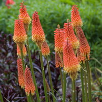 Vuurpijl 'Alcazar' - Kniphofia 'alcazar' - Bakker