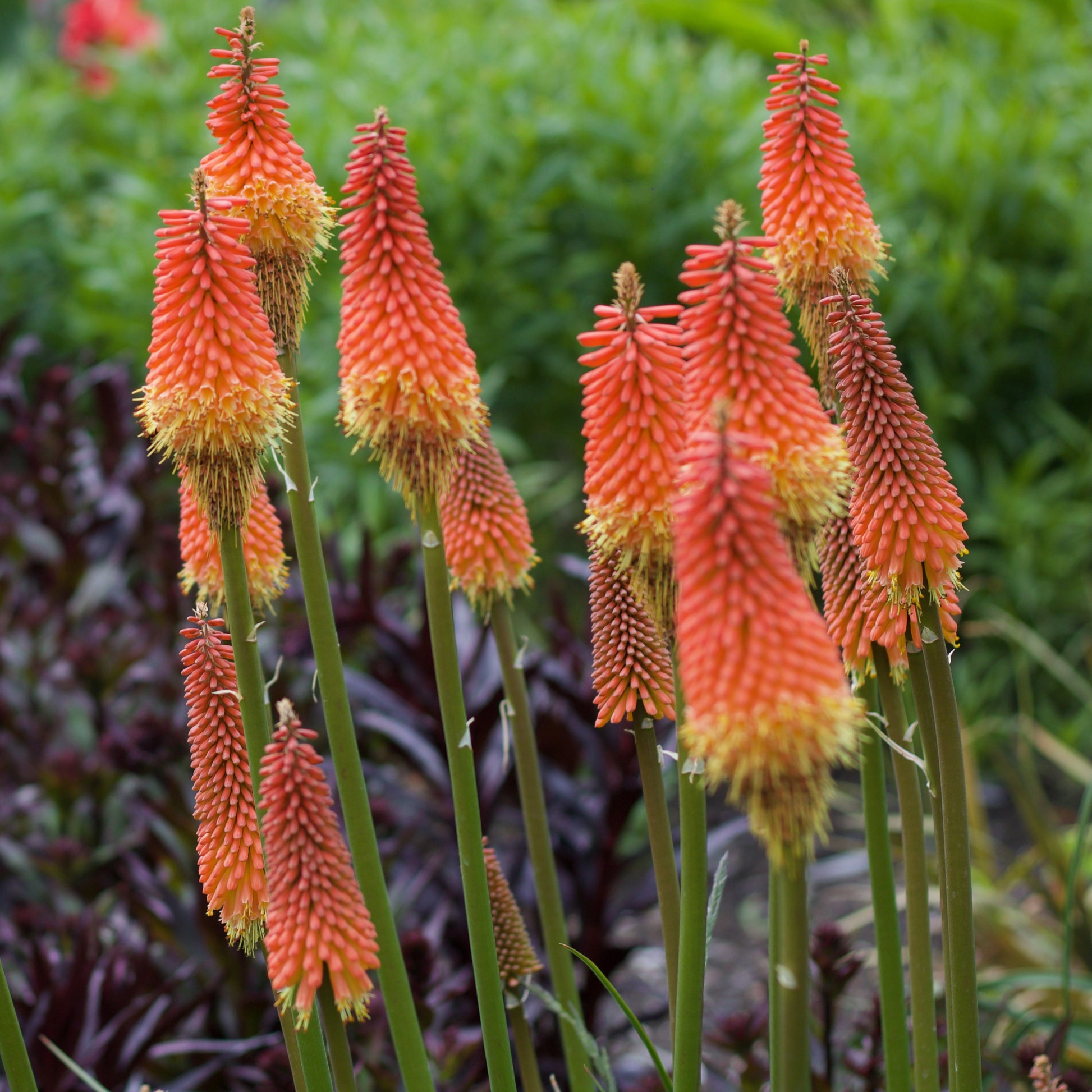 Vuurpijl 'Alcazar' - Kniphofia 'alcazar' - Vaste planten