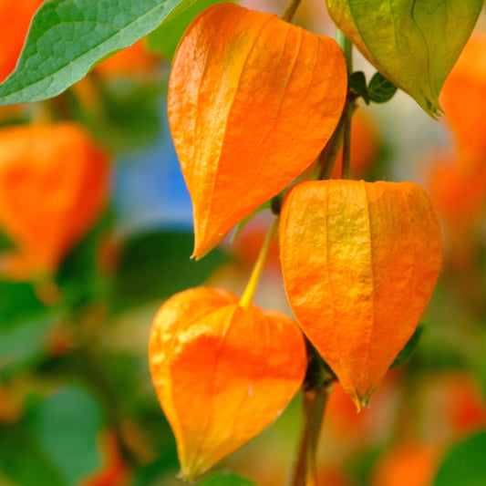 Goudbes 'Gigantea' - Physalis franchetii gigantea (alkekengi) - Heesters en vaste planten