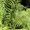 Glansschildvaren - Polystichum polyblepharum - Op soort