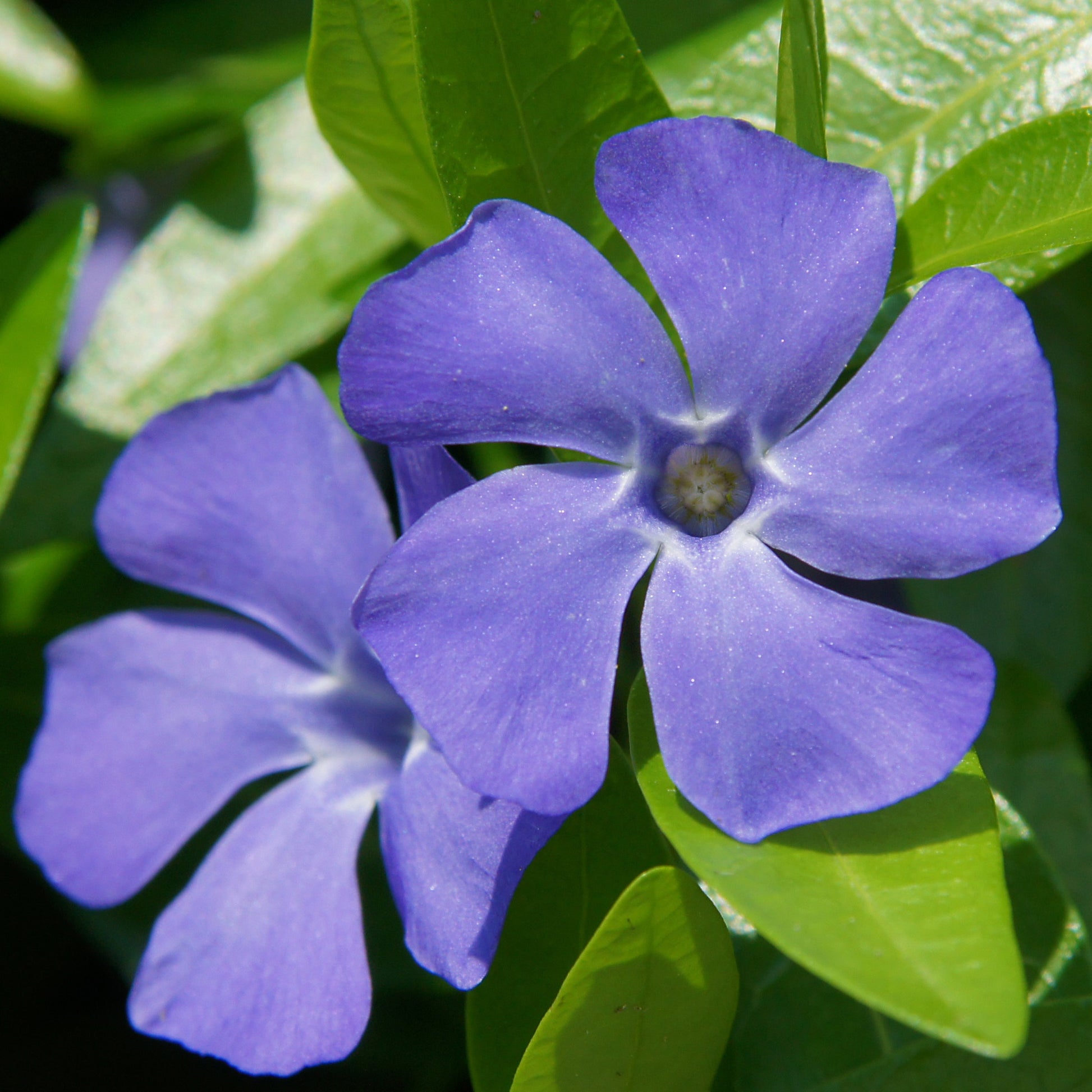 Grote maagdenpalm - Vinca major - Tuinplanten