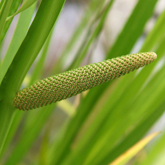 Geurende Acore - Acorus calamus (kalmoes) - Vijvers