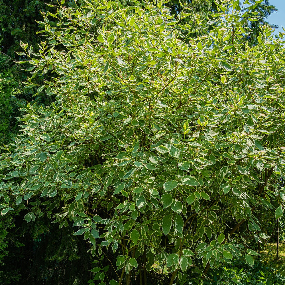 Bonte kornoelje 'Elegantissima' - Cornus alba elegantissima - Bakker