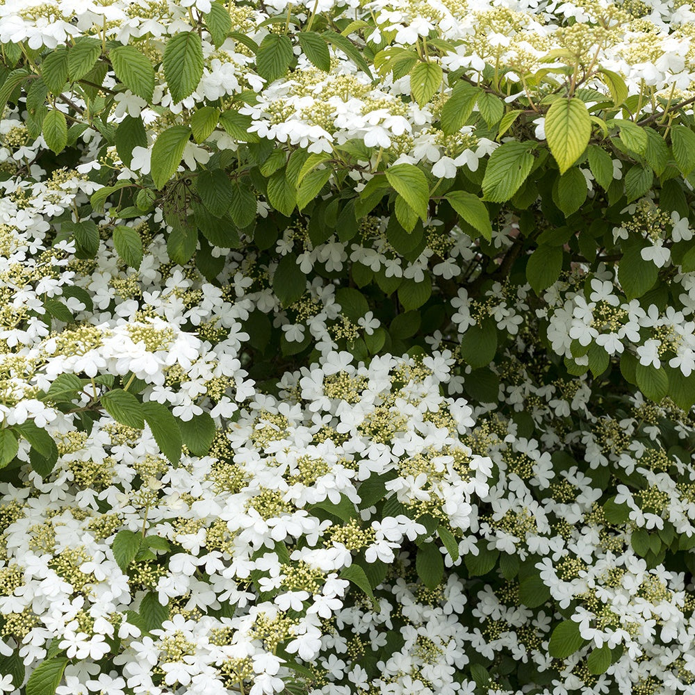 Japanese sneeuwbal - Viburnum plicatum 'watanabe' - Tuinplanten