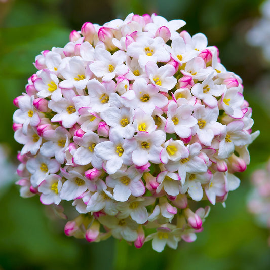 Sneeuwbal - Viburnum burkwoodii - Heesters en vaste planten