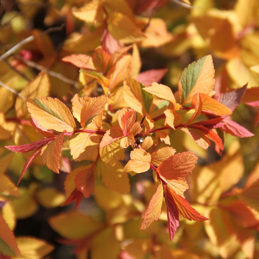 Spiraea japonica Firelight - Spierstruik 'Firelight' - Spirea
