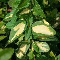 Japanese kardinaalsmuts Sunspot - Euonymus fortunei sunspot - Tuinplanten