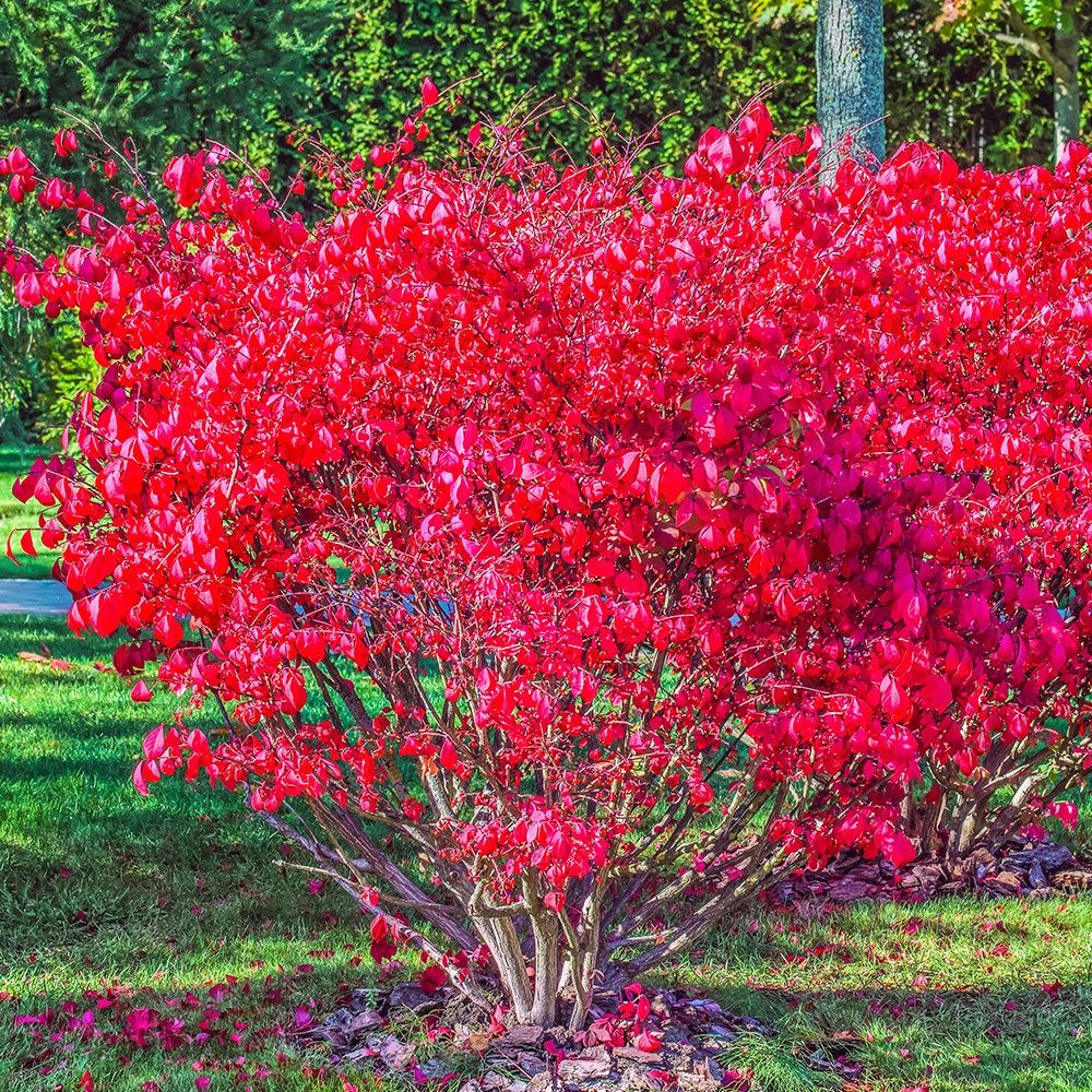 Kardinaalsmuts 'Compactus' - Euonymus alatus compactus - Heesters en vaste planten