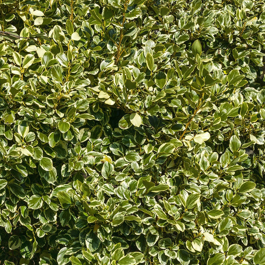 Bonte Griselinia - Griselinia littoralis variegata - Heesters en vaste planten