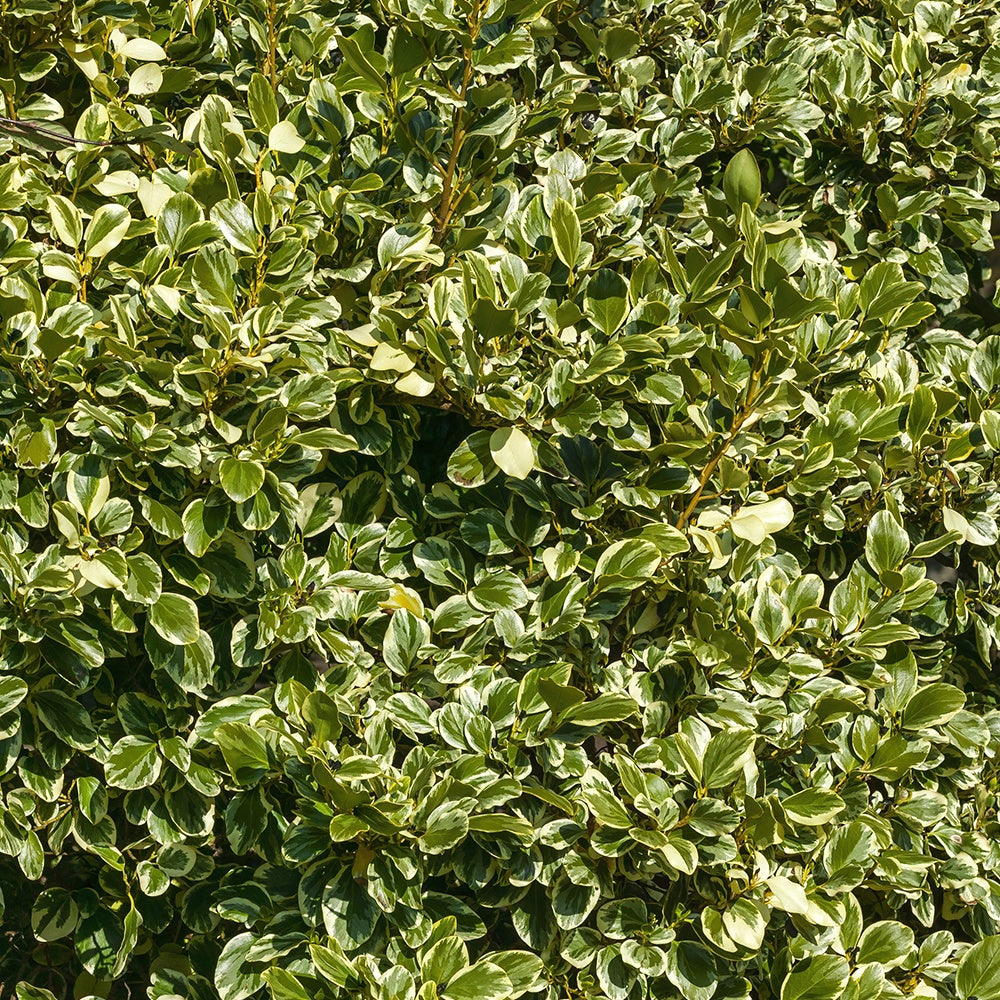 Bonte Griselinia - Bakker