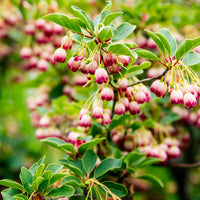 Pronkklokje - Enkianthus campanulatus red bells - Terras- en balkonplanten