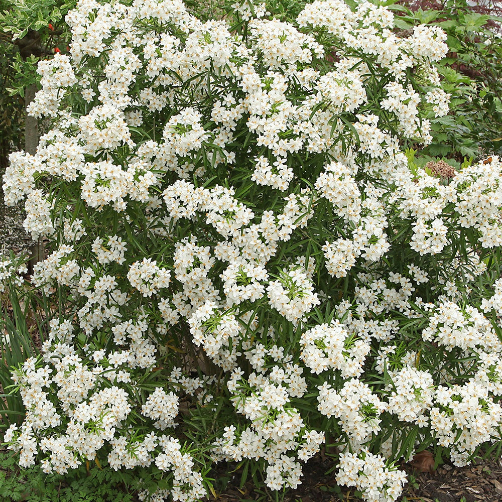 Mexicaanse oranjebloesem 'Aztec Pearl' - Choisya 'aztec pearl' - Heesters en vaste planten