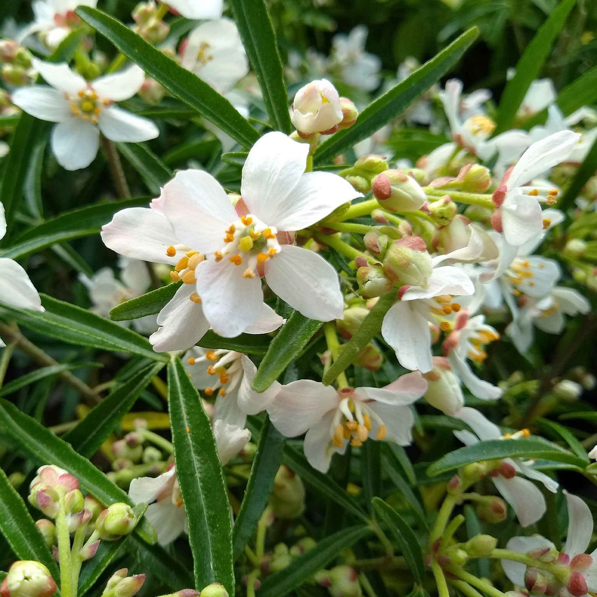 Choisya Aztec Pearl - Mexicaanse oranjebloesem 'Aztec Pearl' - Mexicaanse oranjebloesem