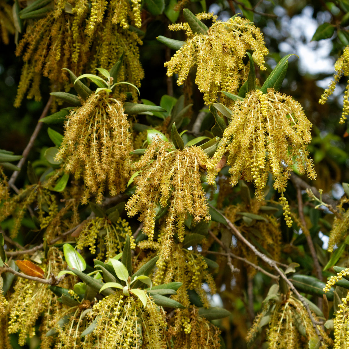 Verkoop Steeneik - Quercus ilex