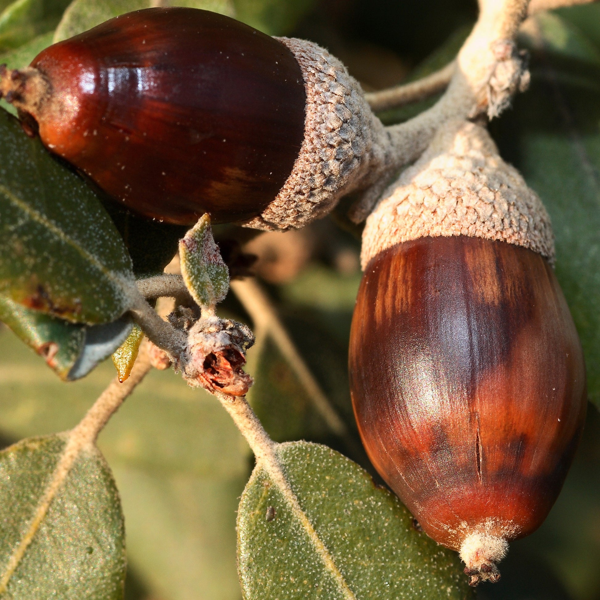 Steeneik - Quercus ilex