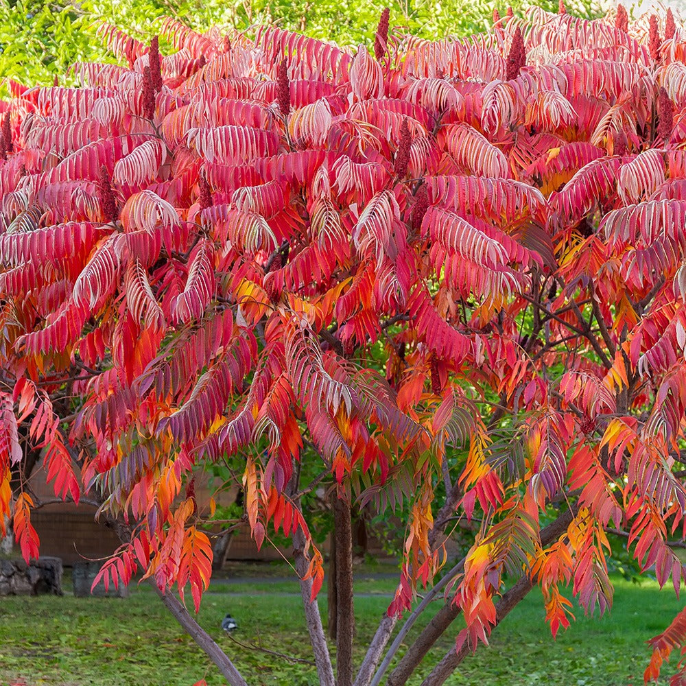 Sumak - Rhus