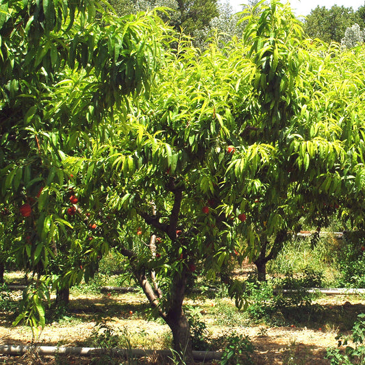 Perzik 'Red Haven' - Prunus persica red haven - Fruit