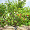 Perzik 'Suncrest' - Prunus persica suncrest - Perzik