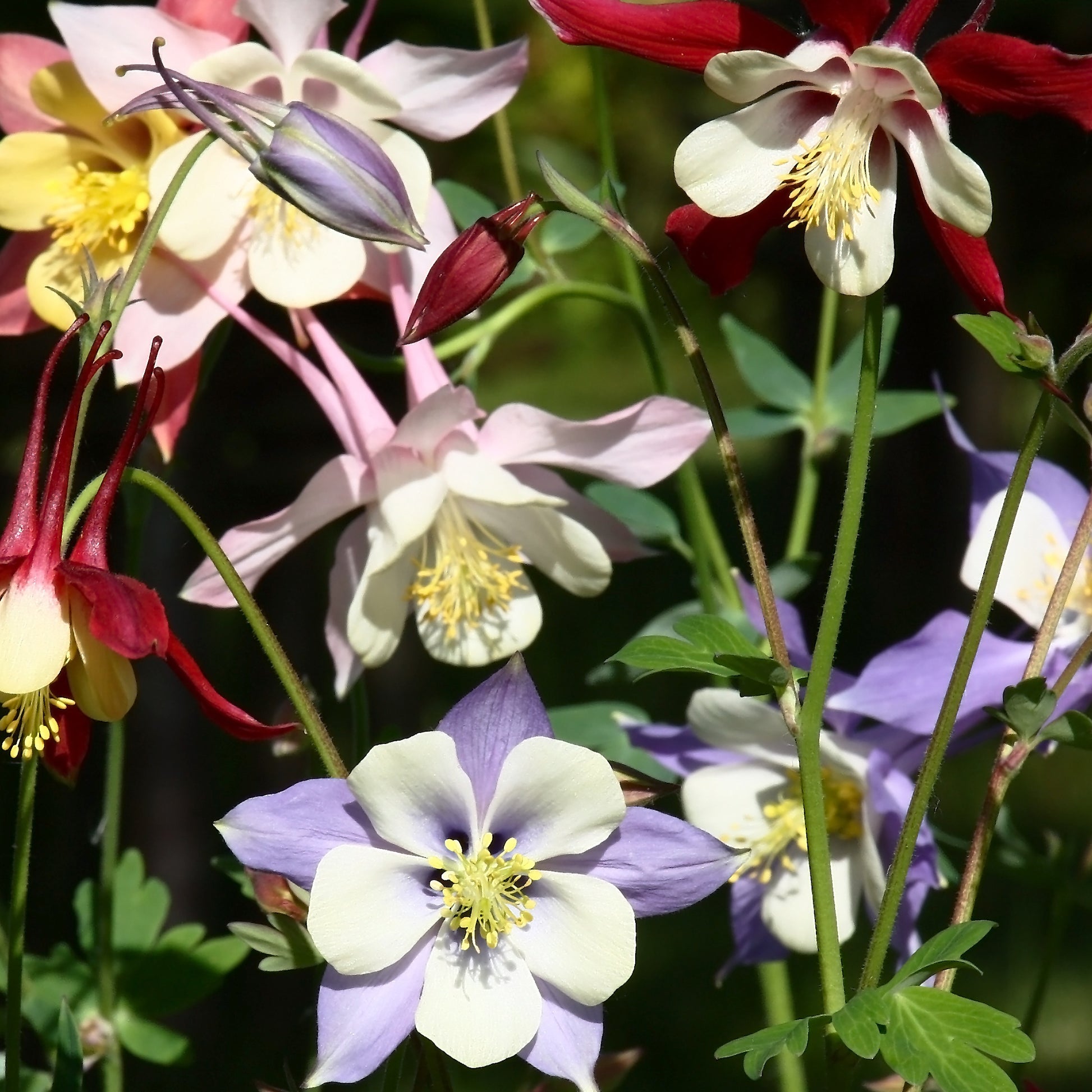 Akelei (x3) - Aquilegia mckana hybrids - Tuinplanten