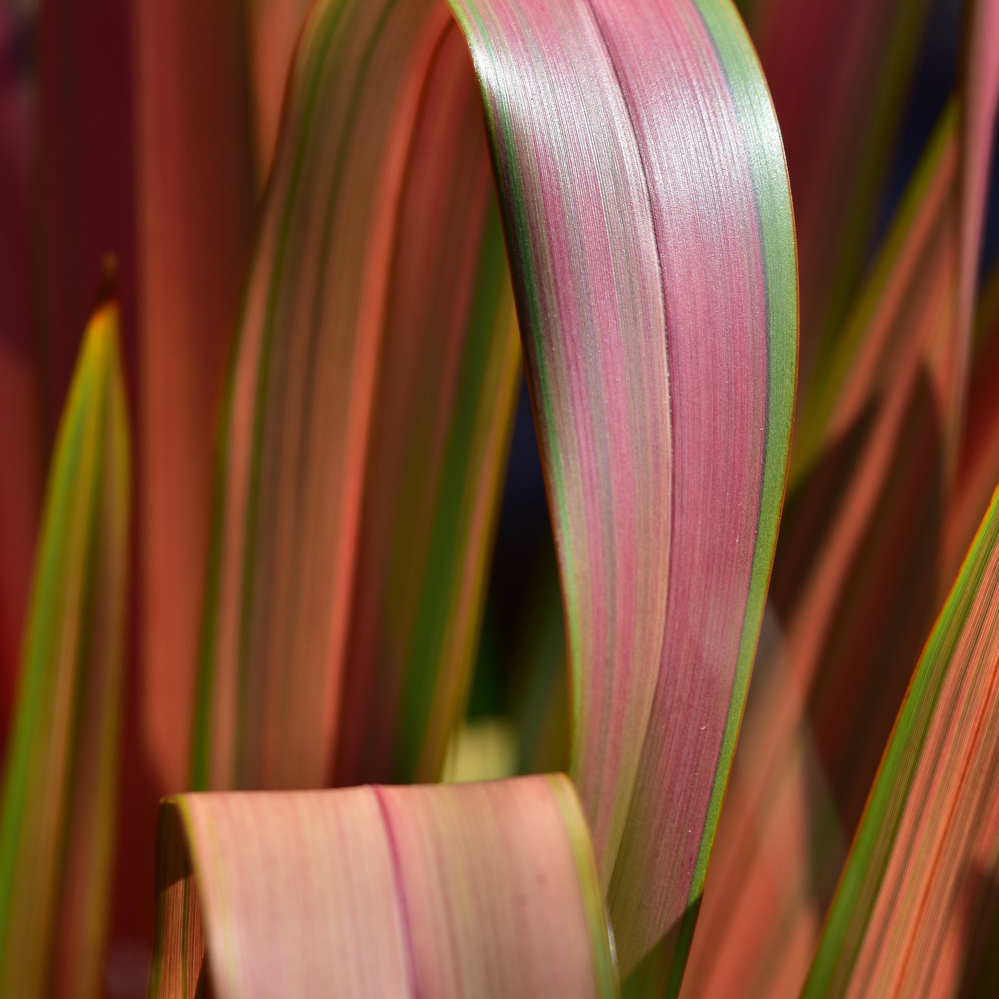 Nieuw Zeelands vlas 'Rainbow Queen' - Phormium 'rainbow queen' - Musthaves