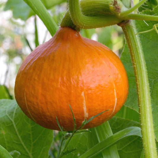 Reuzenpompoen 'Potimarron' - Cucurbita maxima 'potimarron' - Moestuin