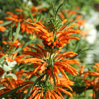 Leeuwestaart - Leonotis leonurus - Heesters en vaste planten