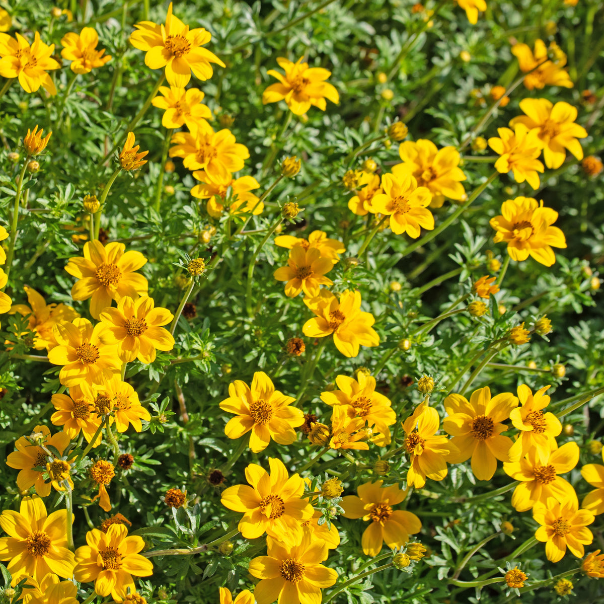 Bidens (x3) - Bidens ferulifolia - Bakker