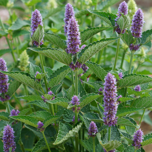 Dropnetel Black Adder - Agastache 'black adder'