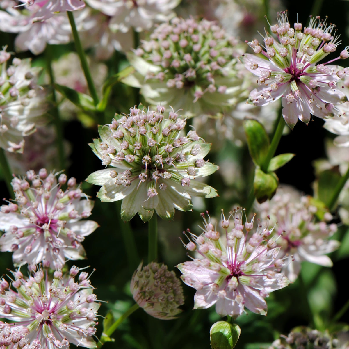 Zeeuwsknoopje 'Buckland' - Astrantia major Buckland - Bakker