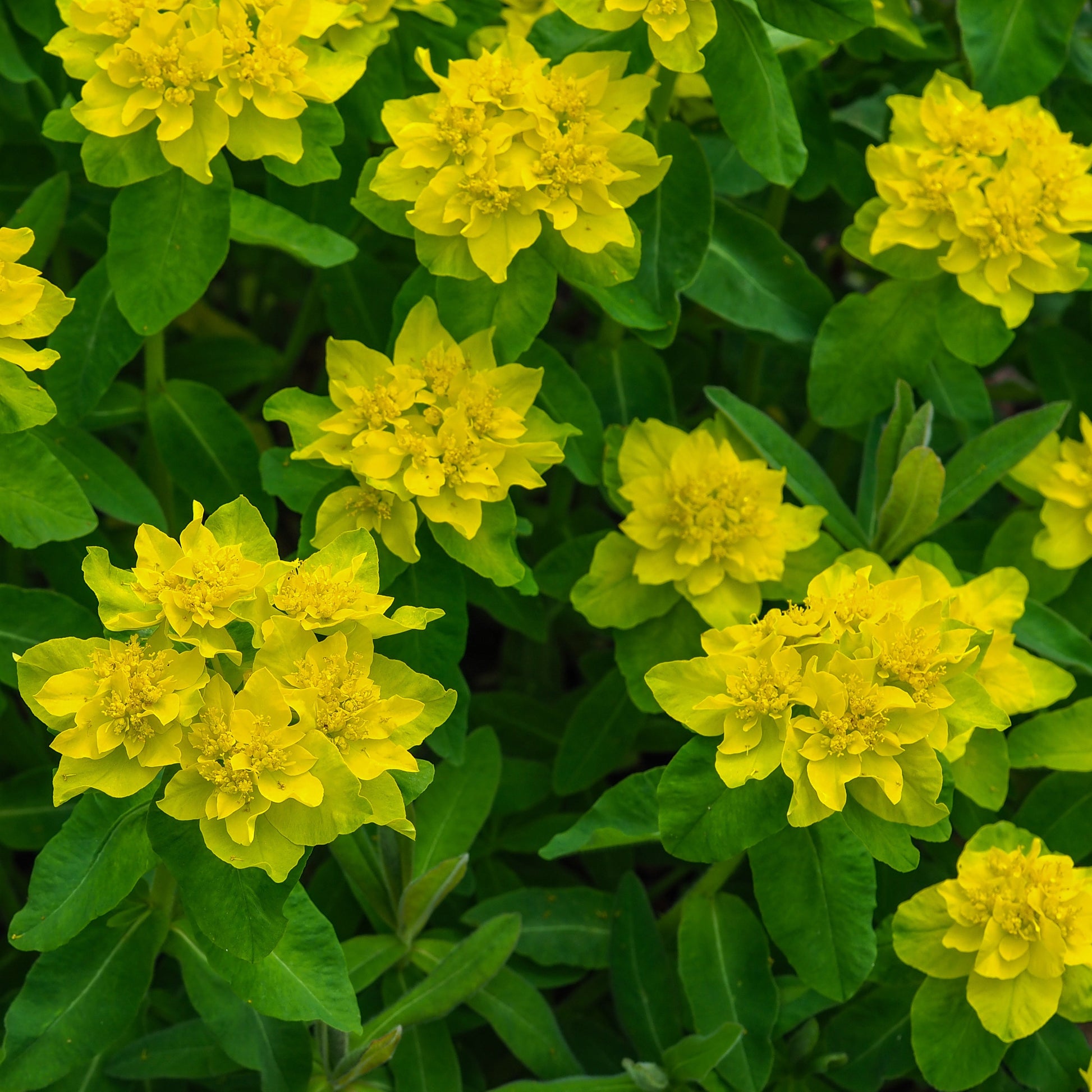 Wolfsmelk - Euphorbia polychroma - Heesters en vaste planten