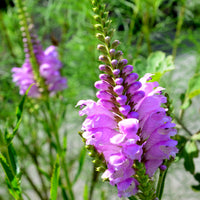 Scharnierbloem Bouquet Rose - Physostegia virginiana 'bouquet rose' - Vaste planten