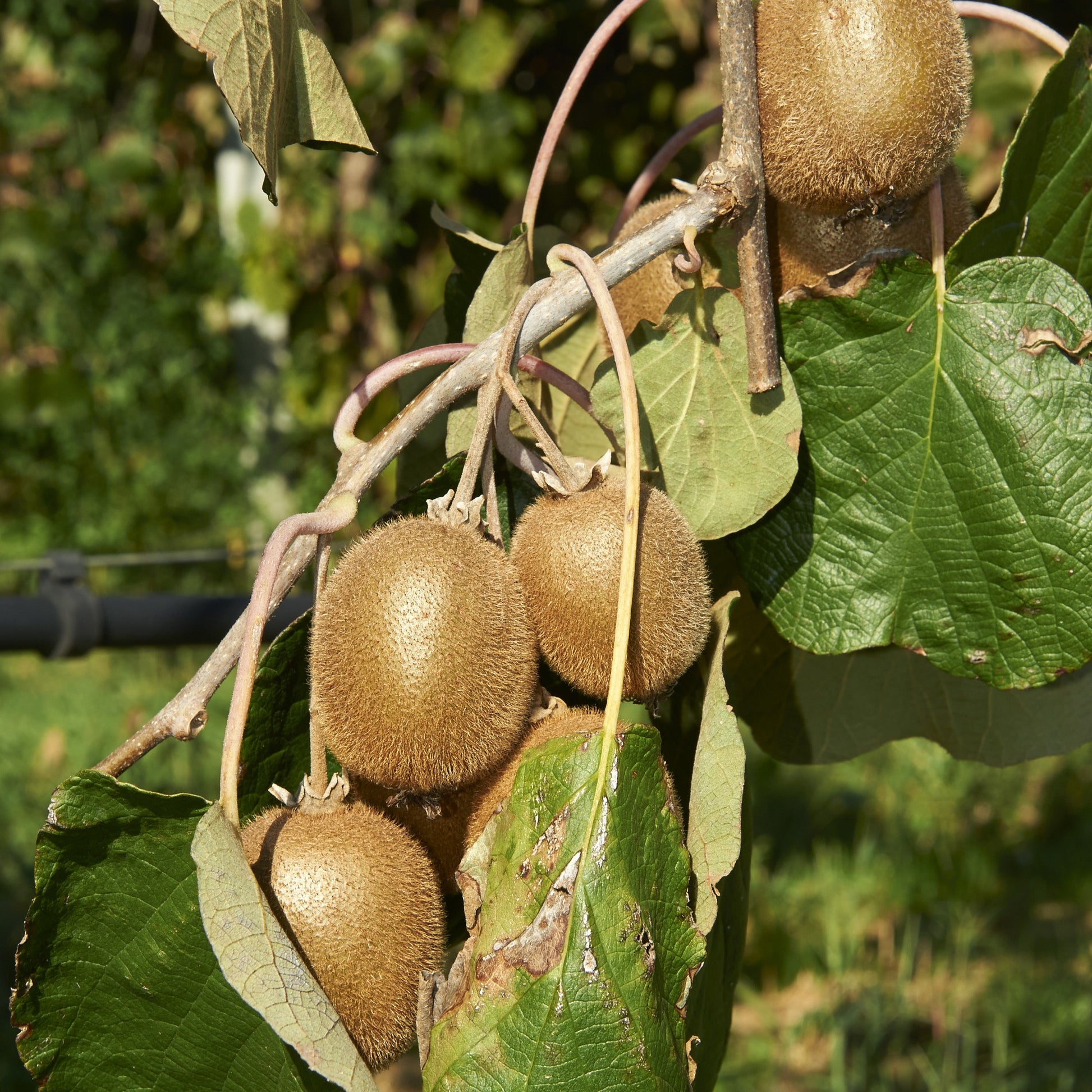 Zomerfruit - Mix moerbei + vijg + kiwi (x3) - Morus nigra 'mulle', ficus gustissimo 'perretta', actinidia delciosio - Tuinplanten