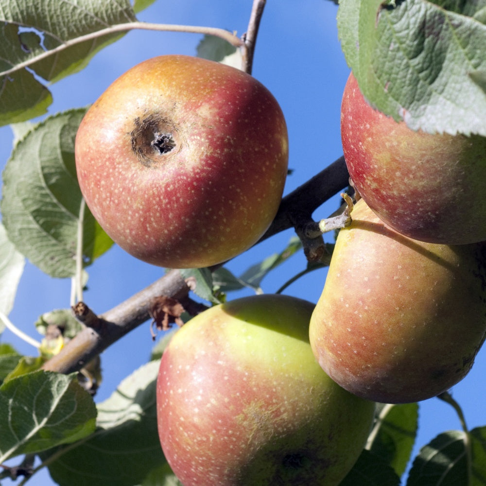 Appelboom 'Rode Boskoop' - Bakker