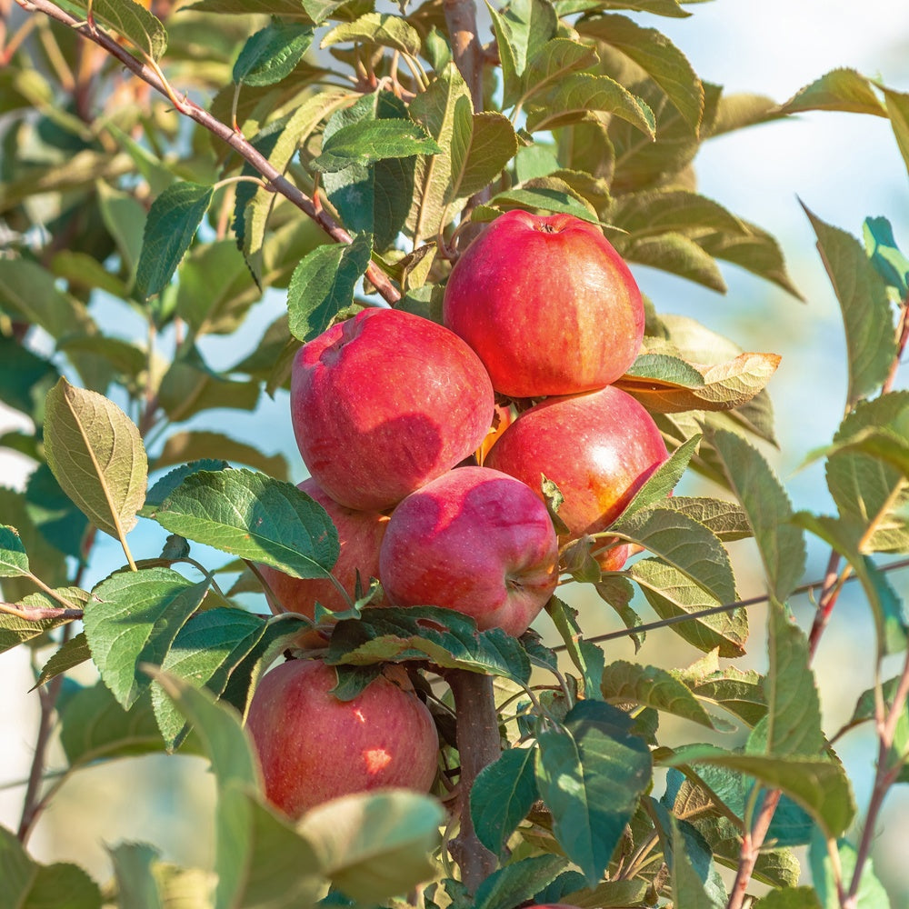 Appel Summerred - Bakker
