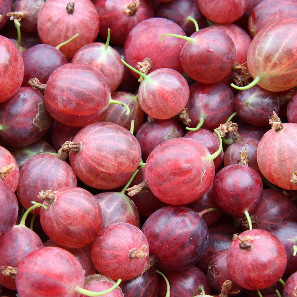 Kruisbes 'Hinnonmäki Röd' - Ribes uva-crispa 'hinnonmäki röd' - Fruit