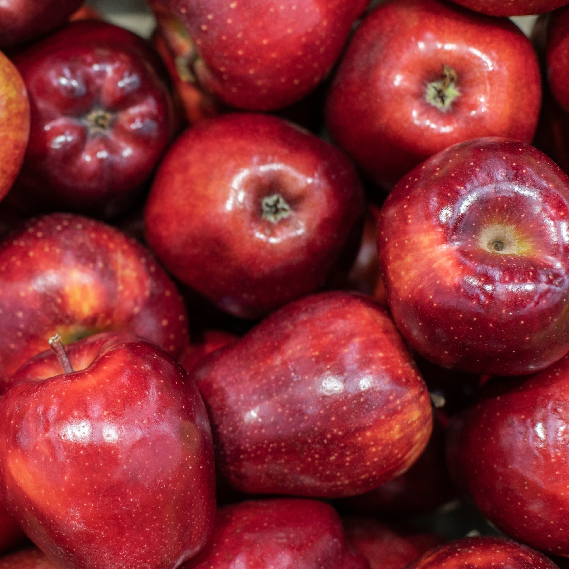 Appelboom 'Red Chief' - Malus domestica 'red chief' - Fruit