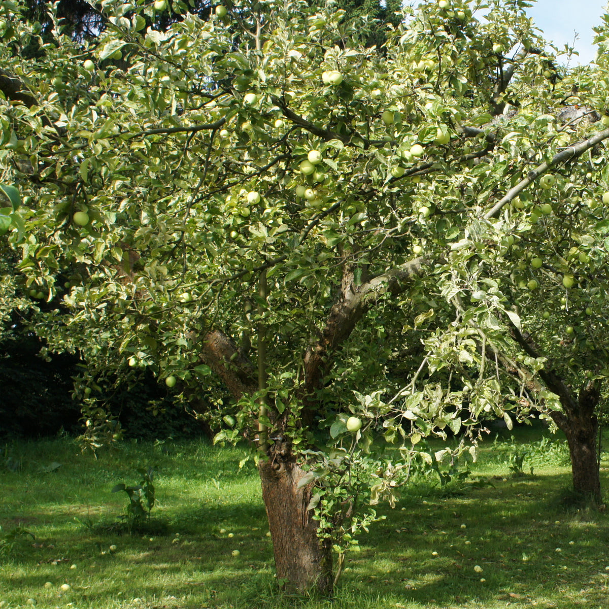 Appelboom 'Granny Smith' - Malus domestica 'granny smith' - Bakker