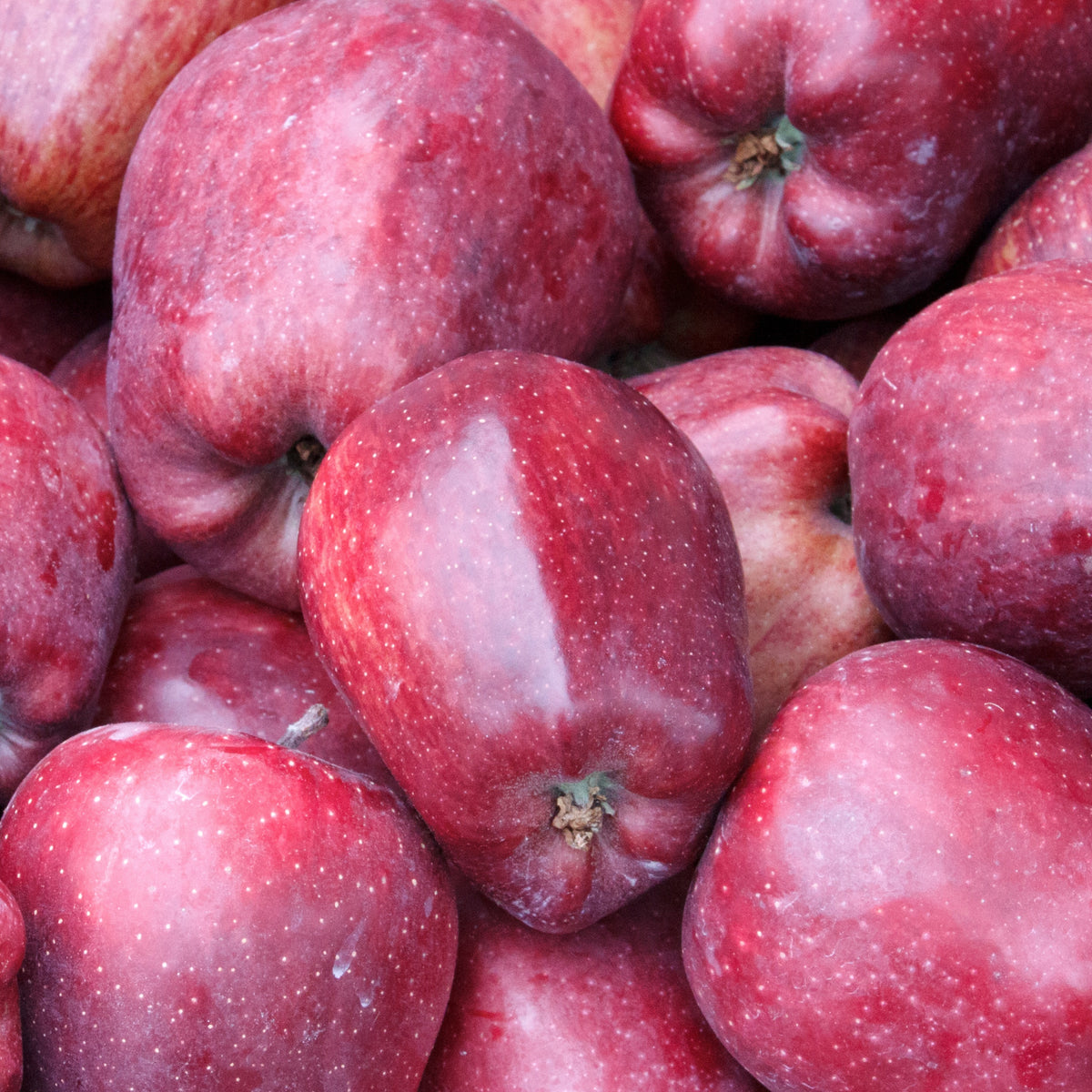 Appelboom 'Starking Delicious' - Bakker