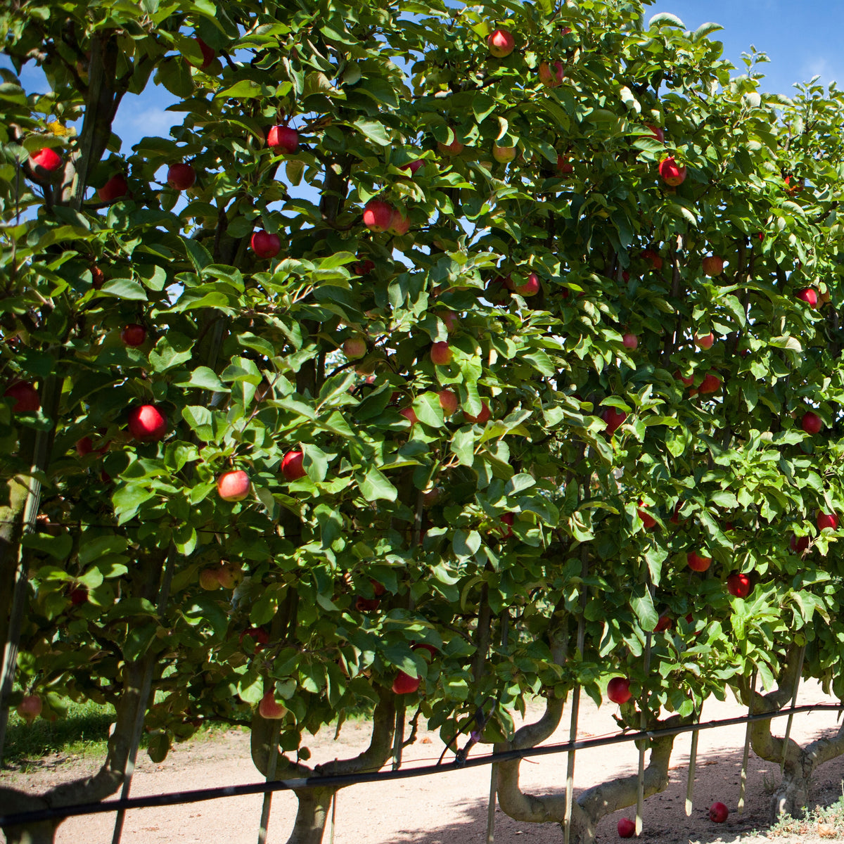 Appelboom 'Starking Delicious' - Malus domestica 'starking delicious' - Bakker