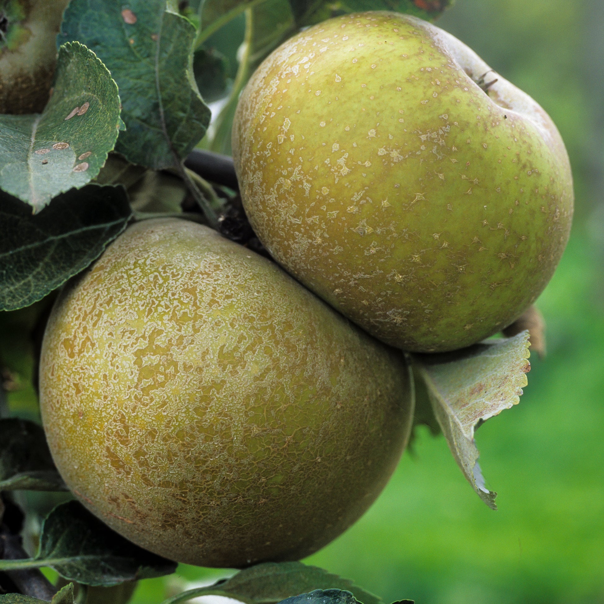 Appelboom 'Reinette du Canada' - Malus domestica 'reinette grise du canada' - Fruit