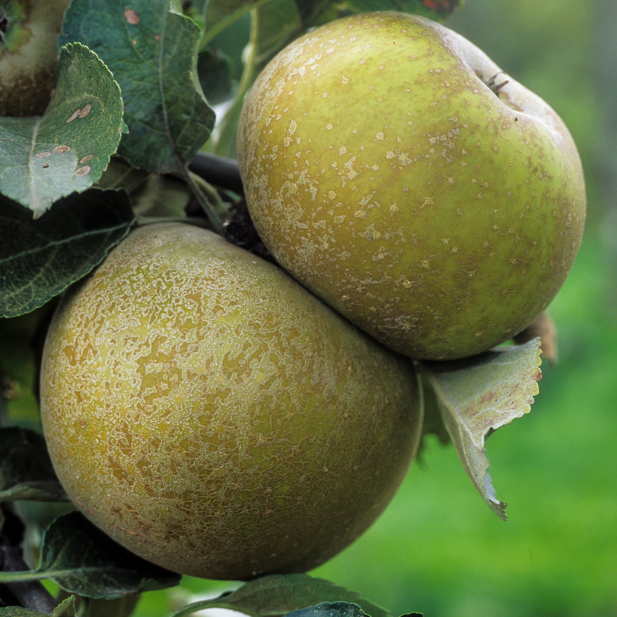 Appelboom 'Reinette du Canada' - Bakker