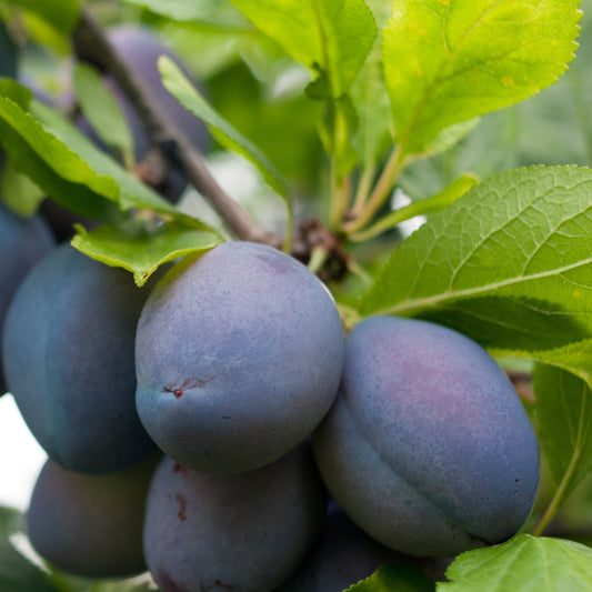Pruimenboom 'Stanley' - Prunus domestica 'stanley' - Fruit