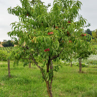 Nectarine 'Big Top' - Prunus persica 'big top' - Fruitbomen