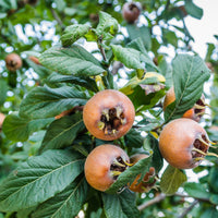 Mispel - Mespilus germanica - Fruit