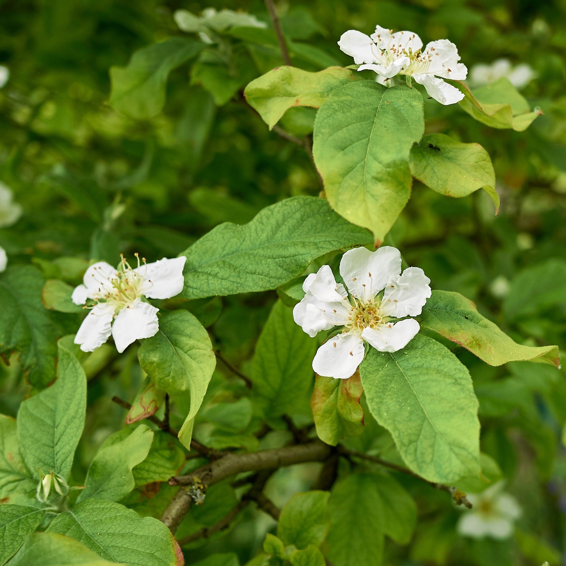 Mispel - Mespilus germanica - Fruitbomen