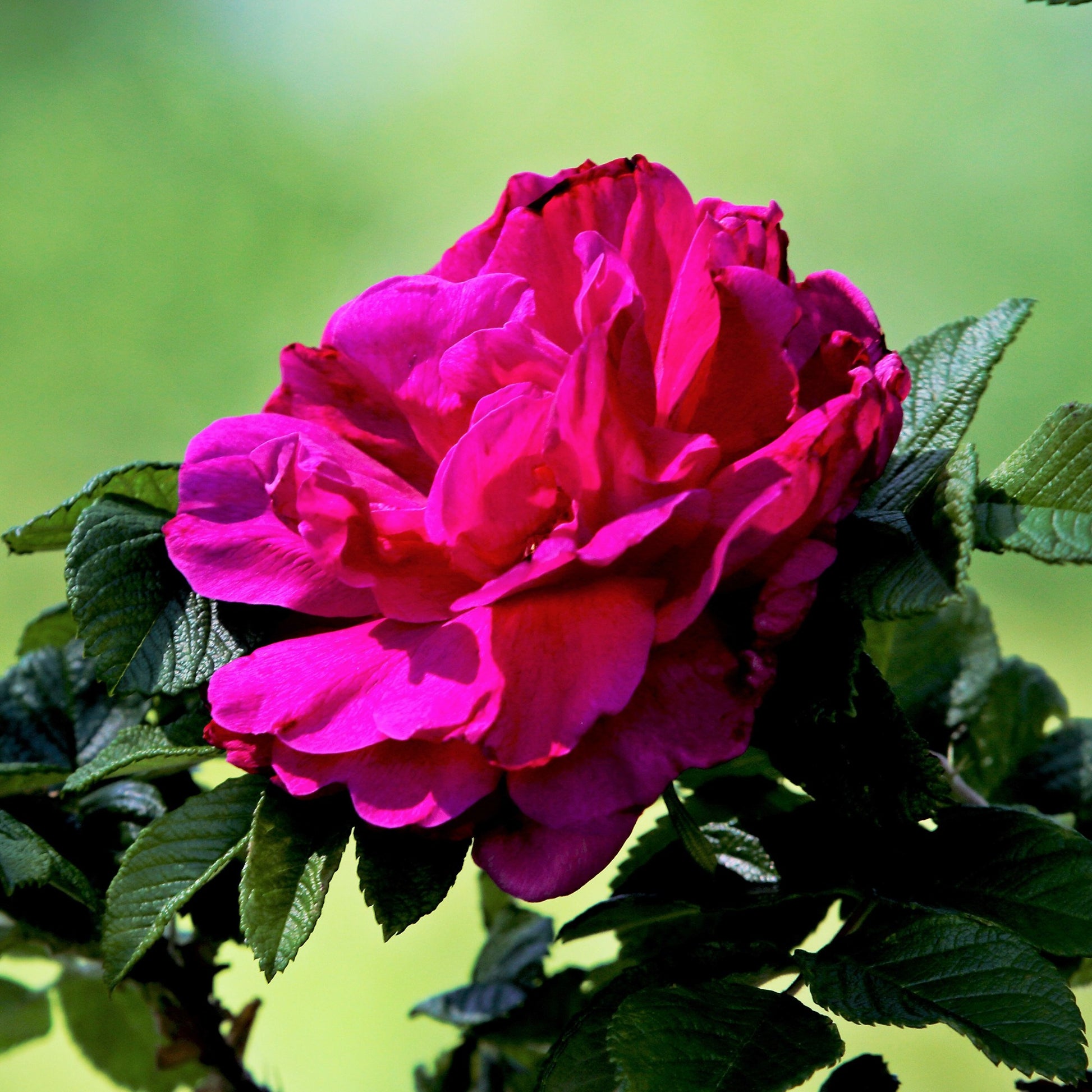 Roos 'Hansa' - Rosa hansa - Tuinplanten