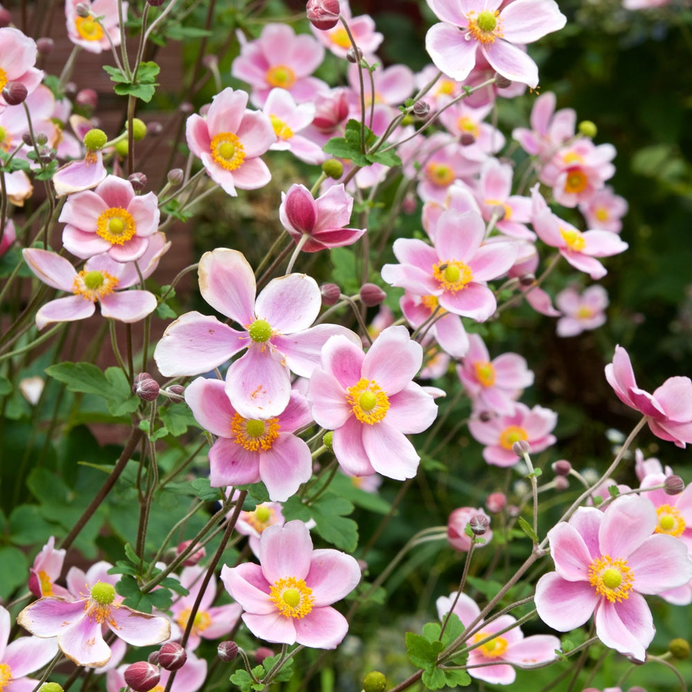 Herfstanemoon 'Serenade' - Anemone x hybrida Serenade - Bakker