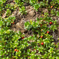 Beredruif - Arctostaphylos uva-ursi - Terras- en balkonplanten